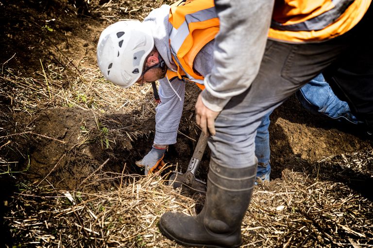 Ecoloog bekijkt of er nog een das aanwezig is (foto: ANP/ Rob Engelaar)