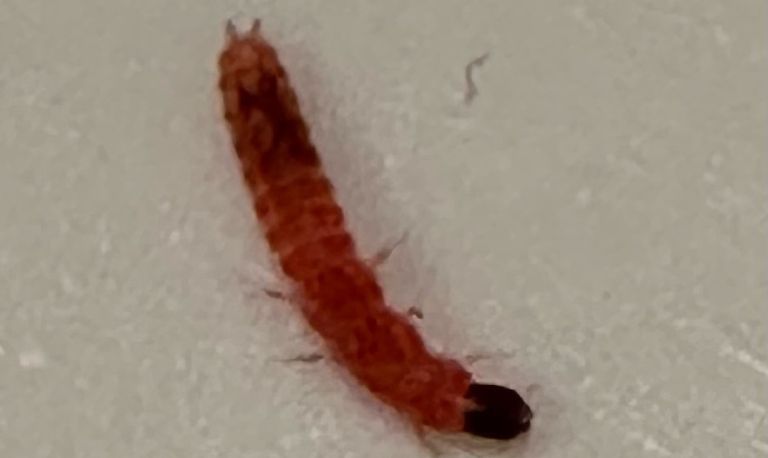 De larve van een basterdweekschildkever (foto: Remco Hop).