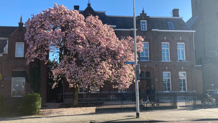 De magnolia aan het Korvelplein in Tilburg (foto: Marcel Morel).