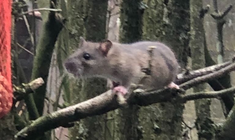 Een jonge bruine rat (foto: Patrick Blondeau).