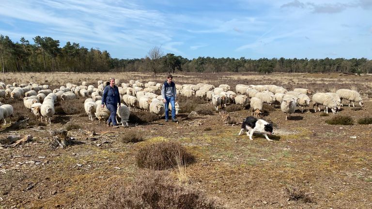 Schapen helpen mee met het beheer (foto; Frans Kapteijns).