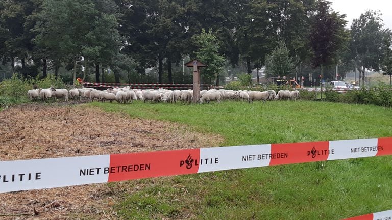 Johan en zijn collega wisten te voorkomen dat de schapen op de snelweg belandden (foto: Wijkagent Johan Damen).