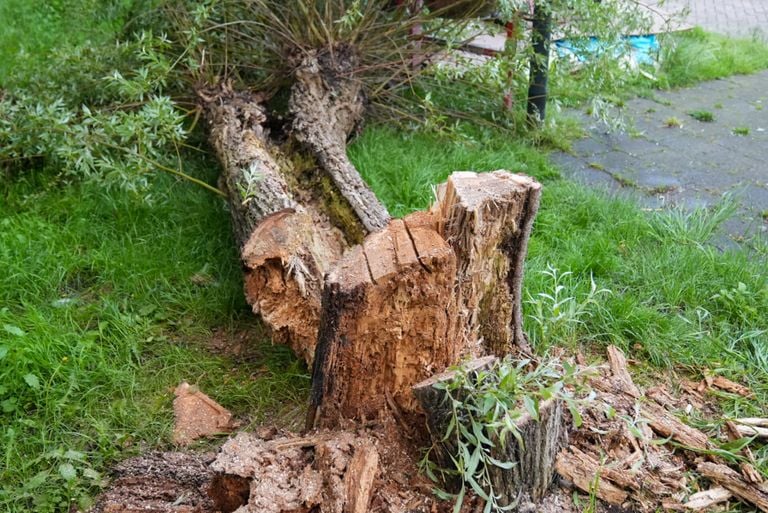 Gesneuveld na een stormachtige bui (foto: Harrie Grijseels/SQ Vision). 