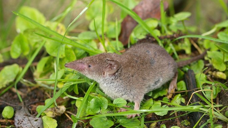 Een huisspitsmuis (foto: Saxifraga/Rudmer Zwerver).