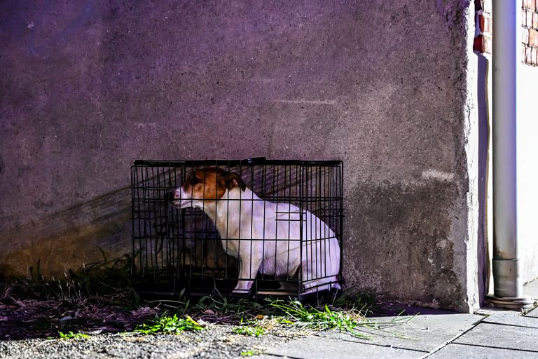 De brandweer kon een hondje redden uit het huis aan de Wittebollenstraat in Tilburg (foto: Jack Brekelmans./SQ Vision).