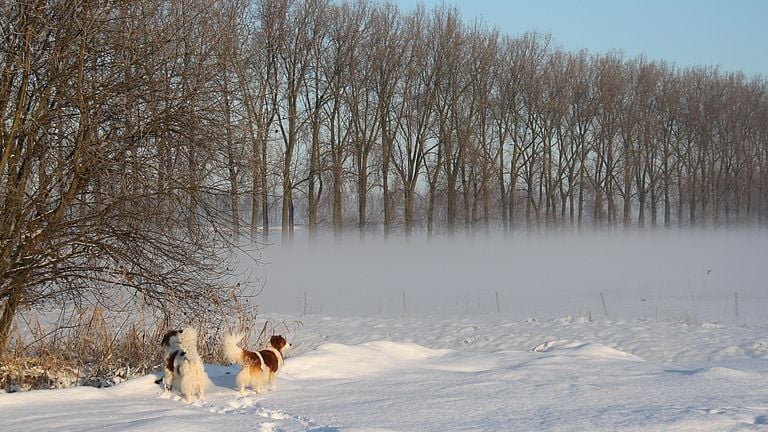 Winterse wereld aan je poten (Foto: Hennie Hauser, Sprang-Capelle)