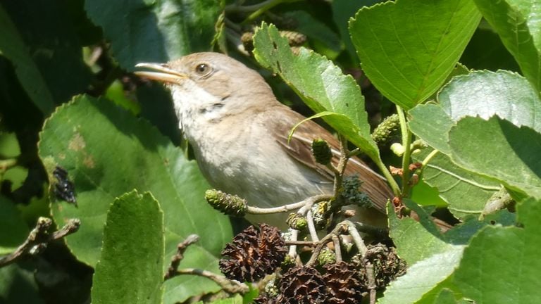 Een grasmus of een bosrietzanger (foto: Yvonne Rommelaars).