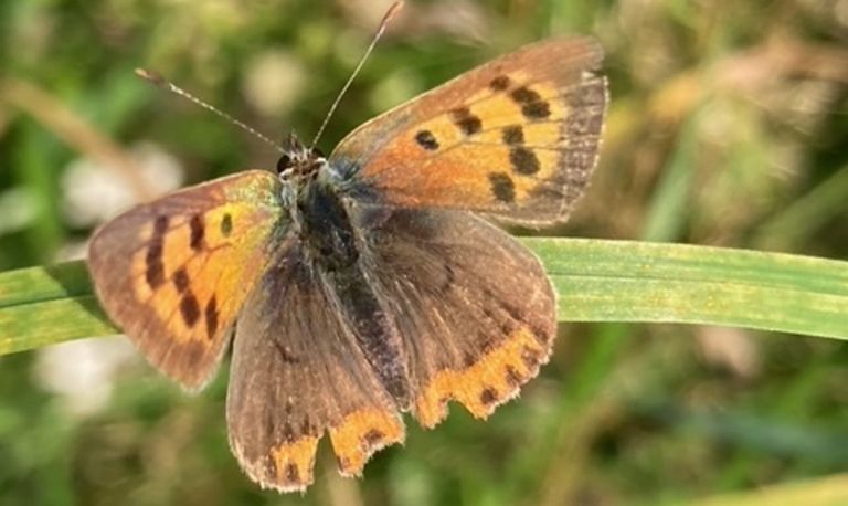 Een oude vuurvlinder (foto: Corry Duindam).