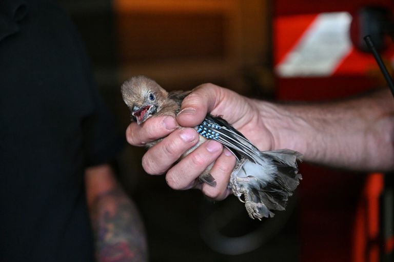 De Vlaamse gaai kreeg na zijn avontuur op De Lind zijn vrijheid terug (foto: Toby de Kort/SQ Vision).