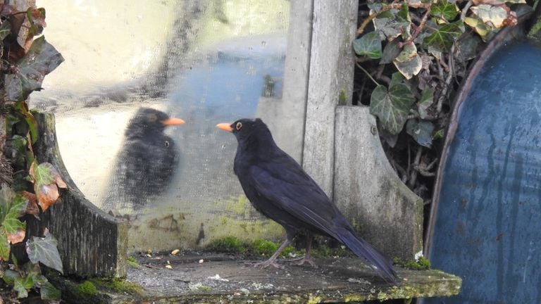 Een merel ziet zich zelf in de spiegel (foto: Ans Loffeld-Weusten).