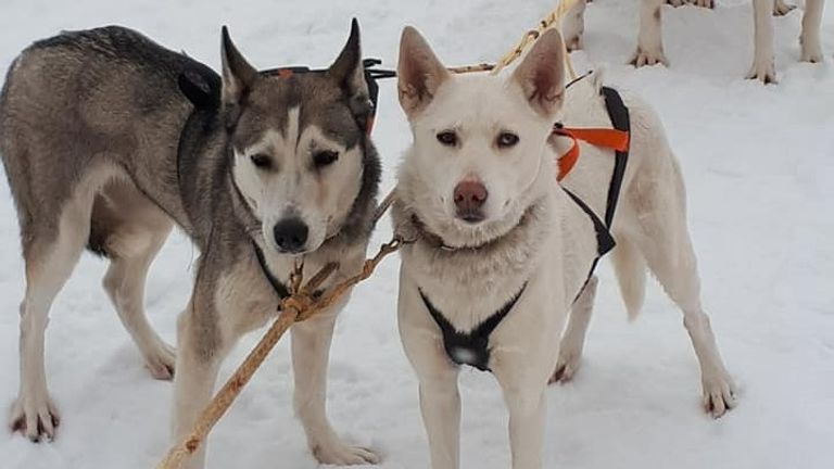 'Mijn honden zijn alles voor mij' (foto: Marc van de Ven).