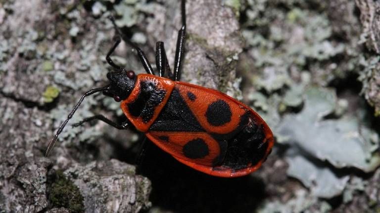 Een volwassen vuurwants (foto: Saxifraga/Rutger Barendse).