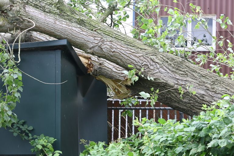 Enexis werd opgeroepen om te bekijken of het stroomhuisje schade heeft opgelopen door de vallende boom in Beugen (foto: SK-Media).