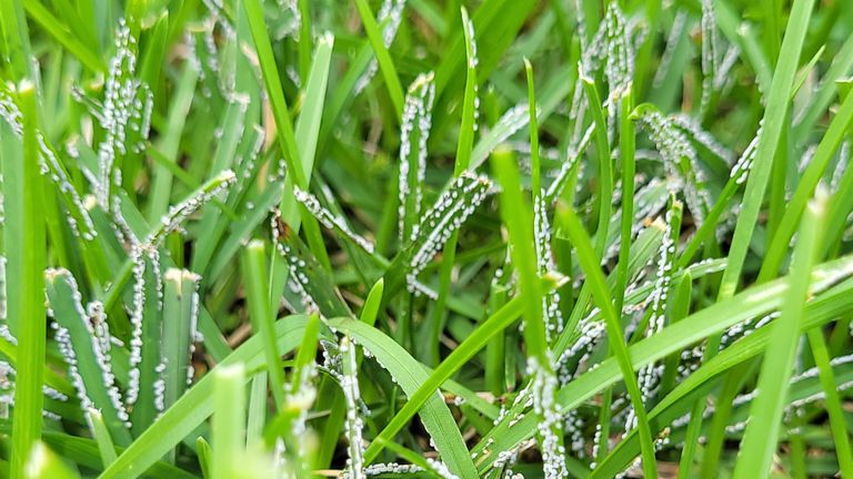 Slijmschimmel op gras (foto: Riny van de Loo).