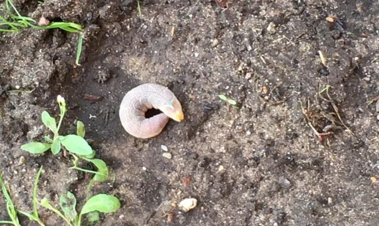 De rups van een lindepijlstaart (foto: Riet Verkaart).