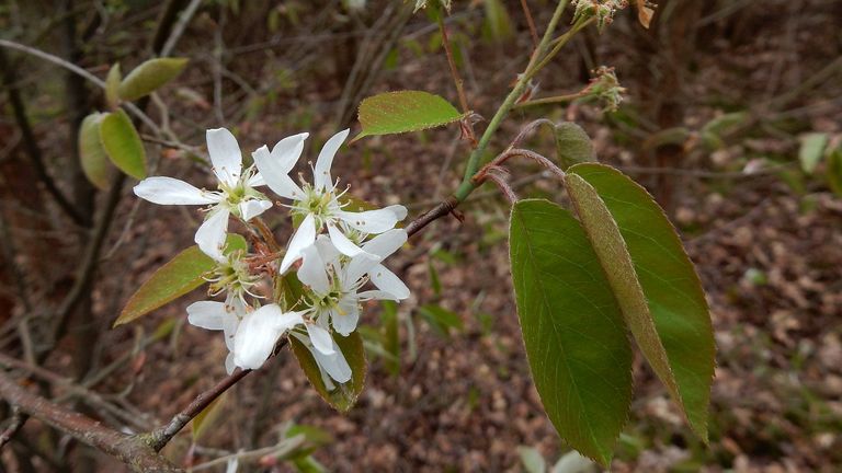 Het Amerikaans krentenboompje met witte bloemen( foto: Saxifraga/Ed Stikvoort).