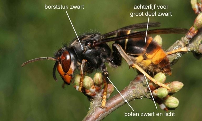 Een Aziatische hoornaar (foto: EIS kenniscentrum insecten).