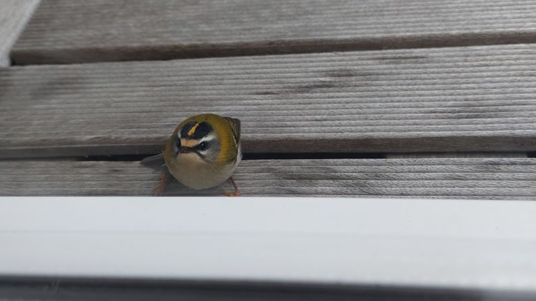 Een vuurgoudhaan (foto: Ben Cornelissen).