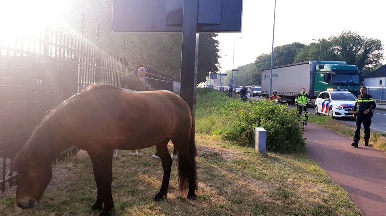 Bjorn wist nog snel een foto te maken van een van de paarden (foto: Bjorn Smeets).