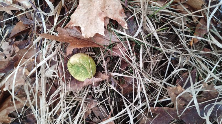 Een groen uitgeslagen aardappelbovist (foto: Pieter Stokkermans).