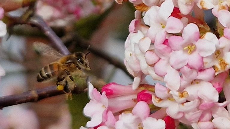 Een honingbij (foto: Lettie Nieuwenhuizen).