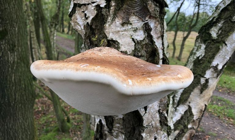 Een 'verse' berkenzwam op Banisveld (foto: Frans Kapteijns).