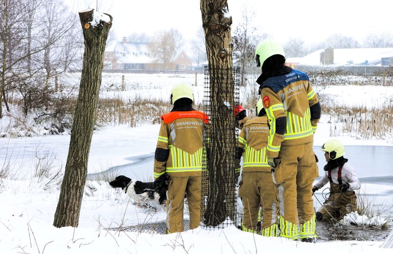 De hond kon met de hulp van de brandweer weer op het droge komen (foto: Bart Meesters/ SQ Vision)