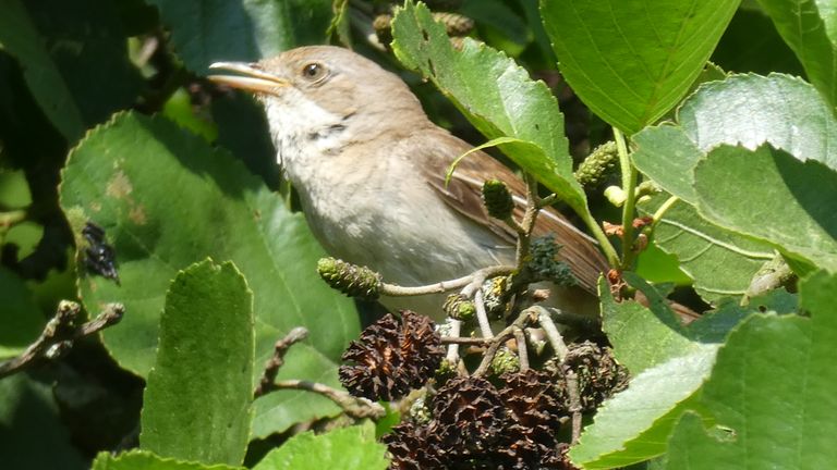 Er was twijfel of dit een grasmus en bosrietzanger zou zijn, maar het blijkt het laatste (foto: Yvonne Rommelaars).