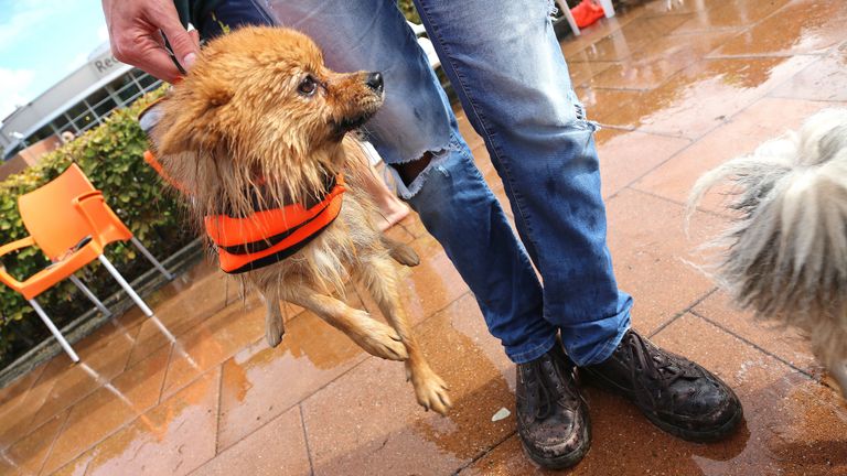 Hondje met handvat. (Foto: Karin Kamp)