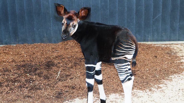 Okapi Guus. (Foto: Safaripark Beekse Bergen)