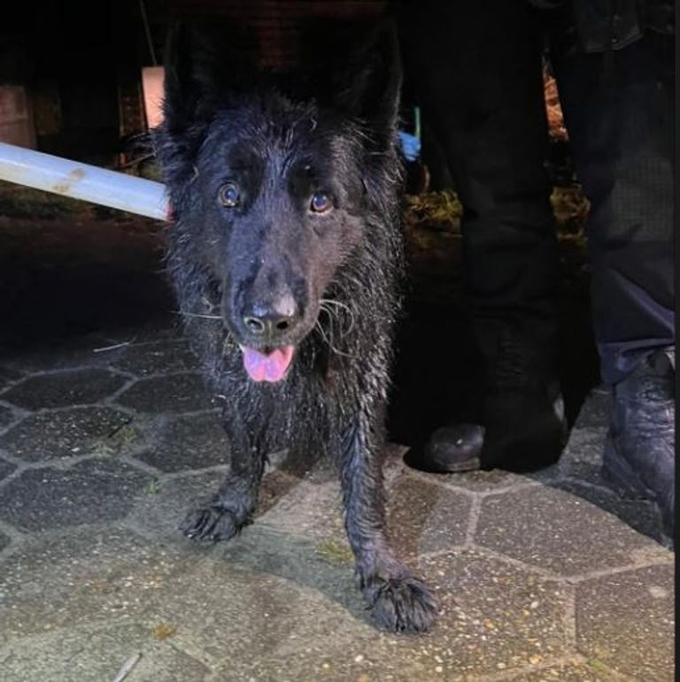 De hond werd gevonden in de buurt van de Burgemeester Bechtweg in Tilburg (foto: Instagram wijkagenten Tilburg-Noord).