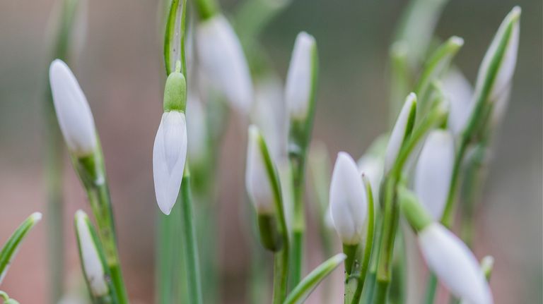 Het gewone sneeuwklokje. (Foto: Arno Lucas)