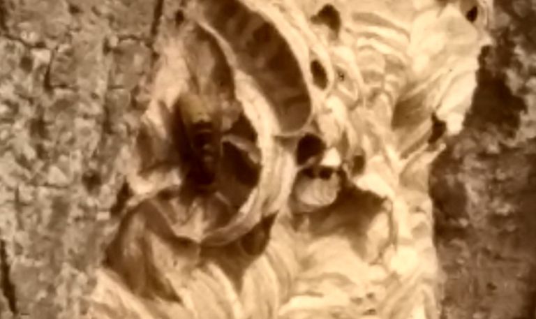Het wespennest van de Europese hoornaar (foto: Monique van Aaken).