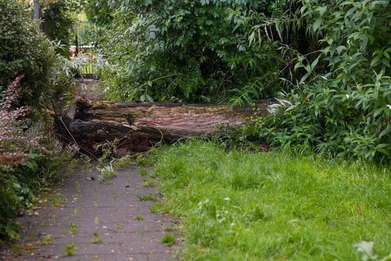 De omgevallen boom (foto: Harrie Grijseels/SQ Vision).