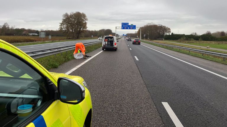 De hond werd aangereden op de A58 bij Roosendaal (foto: X/Wis_Ivo).