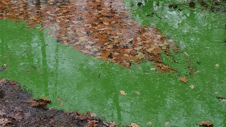 Groene alg (foto: Clasine van Grinsven).