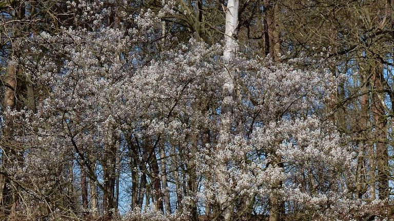 Het Amerikaans krentenboompje (foto: Saxifraga/Ed Stikvoort).