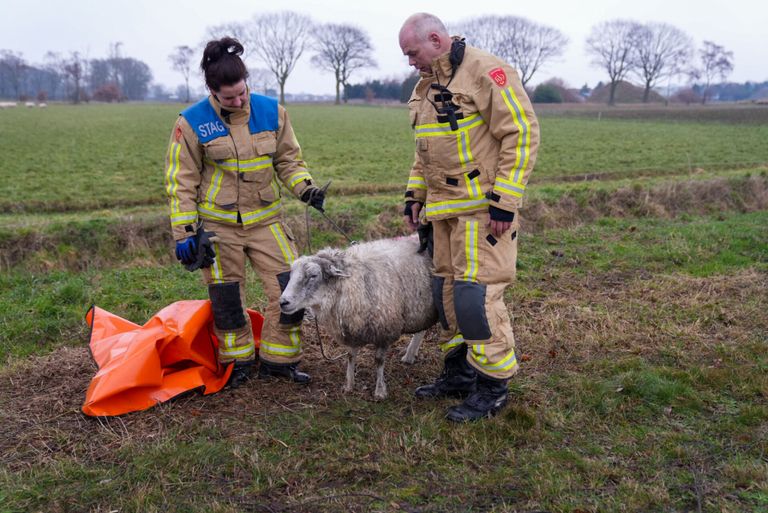 De brandweer redde het schaap uit de sloot aan de Schans in Neerkant (foto: Harrie Grijseels/SQ Vision).