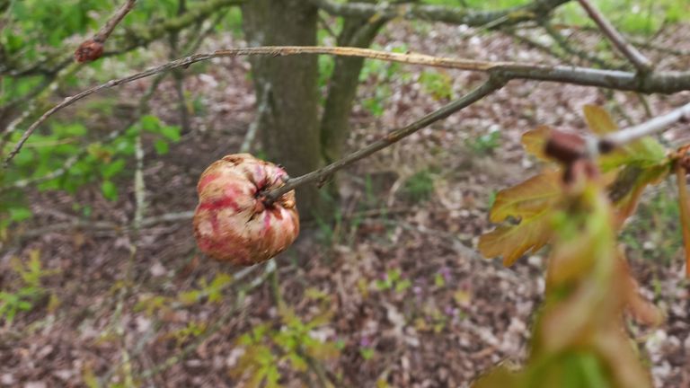 Een aardappelgal (foto: Floor Coster).