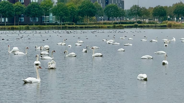 De zwanen vormen een witte deken over de Binnenschelde (foto: Erik Peeters).