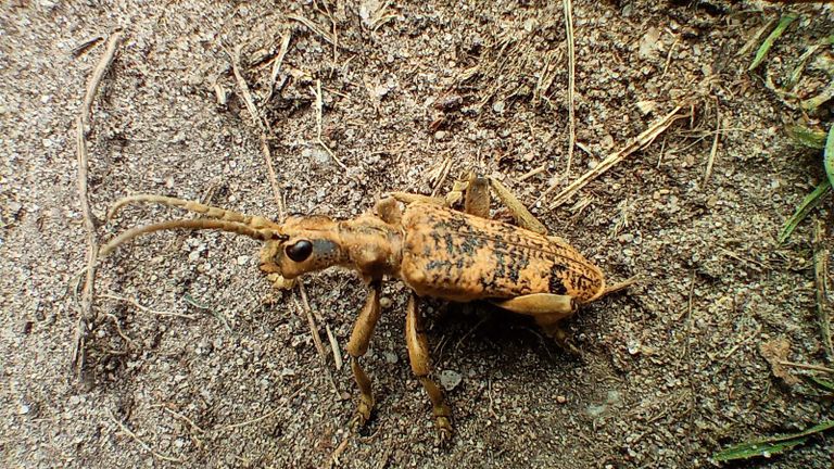 Een geelzwarte ribbelboktor (foto: Marion van Ogtrop).