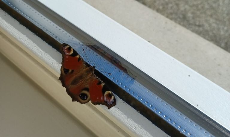 Een dagpauwoog in de huiskamer (foto: Ida van de Reijt).