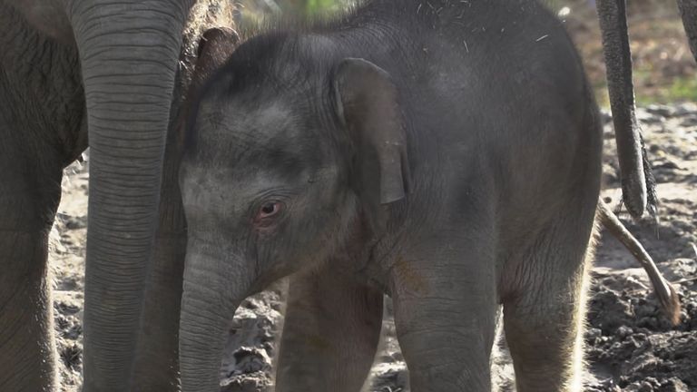 Rashmi, het olifantenjong van Dierenrijk (foto: Dierenrijk).