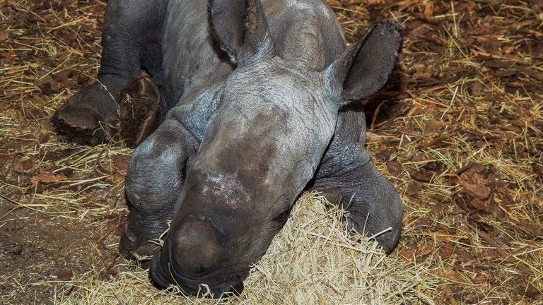 Safaripark Beekse Bergen is verguld met de geboorte van neushoornbaby Ravy (foto: Beekse Bergen/Mariska van Dijk).