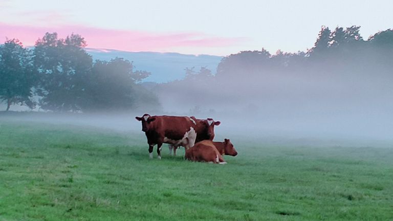 In de rubriek mooie foto's dit keer een foto die gemaakt is door Maria de Jong. Ze maakte deze toen ze in de vroege avond naar huis fietste (foto: Maria de Jong).