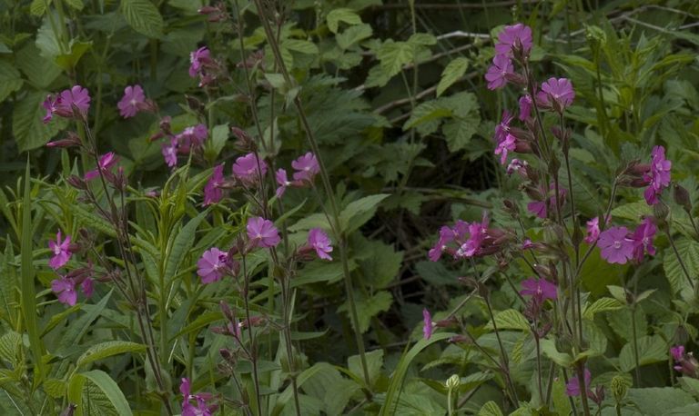 Dagkoekoeksbloem (Saxifraga-Willem van Kruijsbergen).