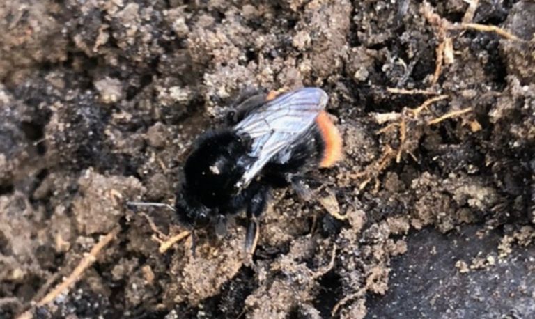 Een koningin van de steenhommel (foto: Marieke Laven).