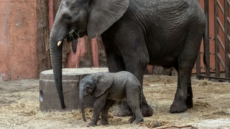 Moeder Pina Nessi met Mosi (foto: Beekse Bergen/Mariska Vermij-van Dijk).