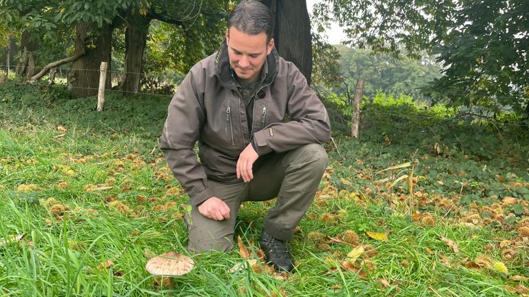 De paddenstoelen in het bos zijn voedsel voor wilde dieren (foto: Omroep Brabant).