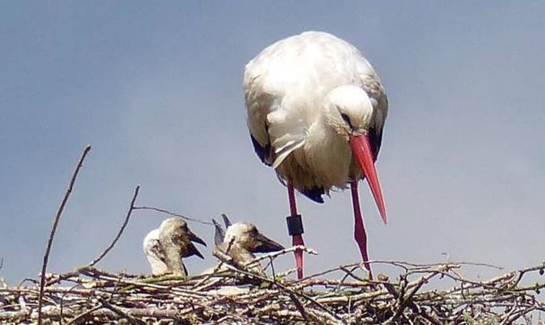 Vier jonge ooievaars in het Markdal (foto: Ellen Rijken).